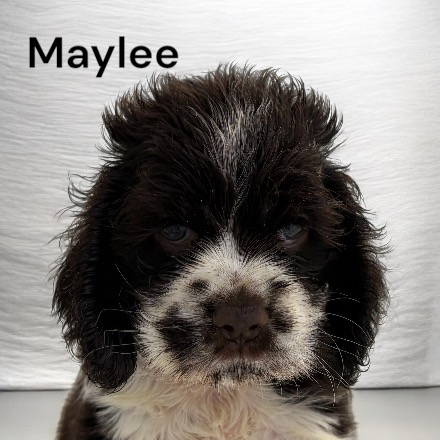 puppy, for, sale, Cocker Spaniel, Joe & Cherri  Overlease, dog, breeder, Miller, MO, dog-breeder, puppy-for-sale, forsale, nearby, find, puppyfind, locator, puppylocator, aca